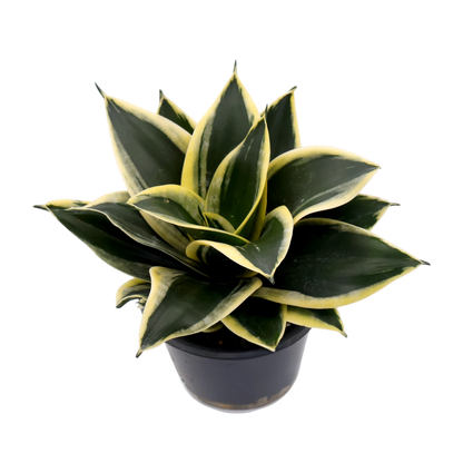 Sansevieria Lotus 130mm