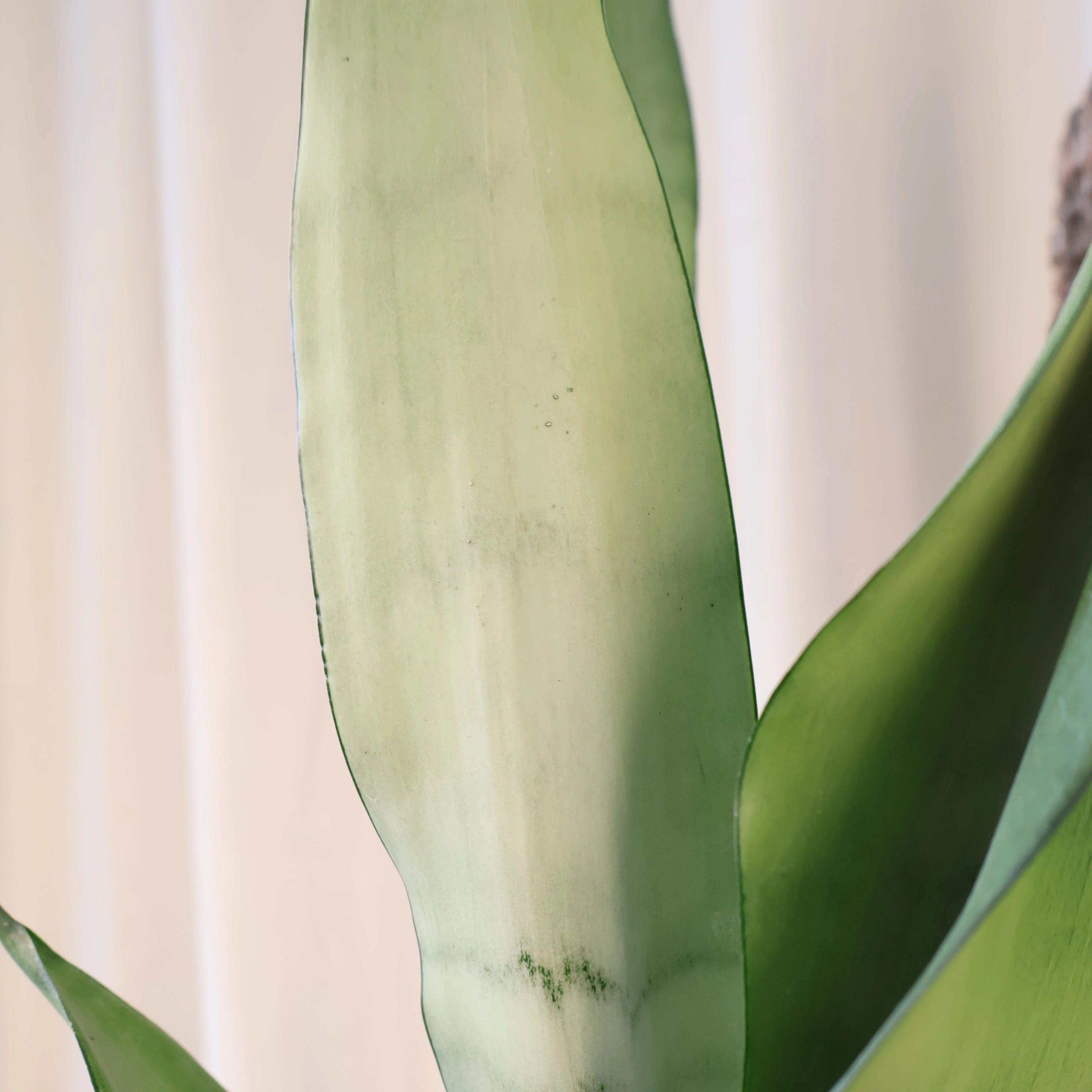 Sansevieria Moonshine - Snake Plant 140mm