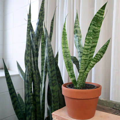 Sansevieria Trifasciata - Snake Plant 120mm