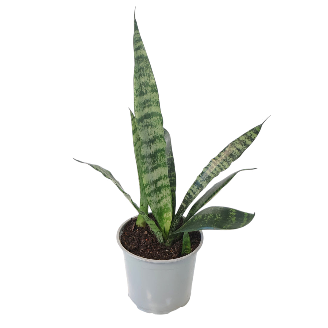 Sansevieria Trifasciata - Snake Plant 120mm