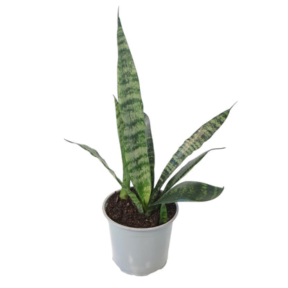 Sansevieria Trifasciata - Snake Plant 120mm