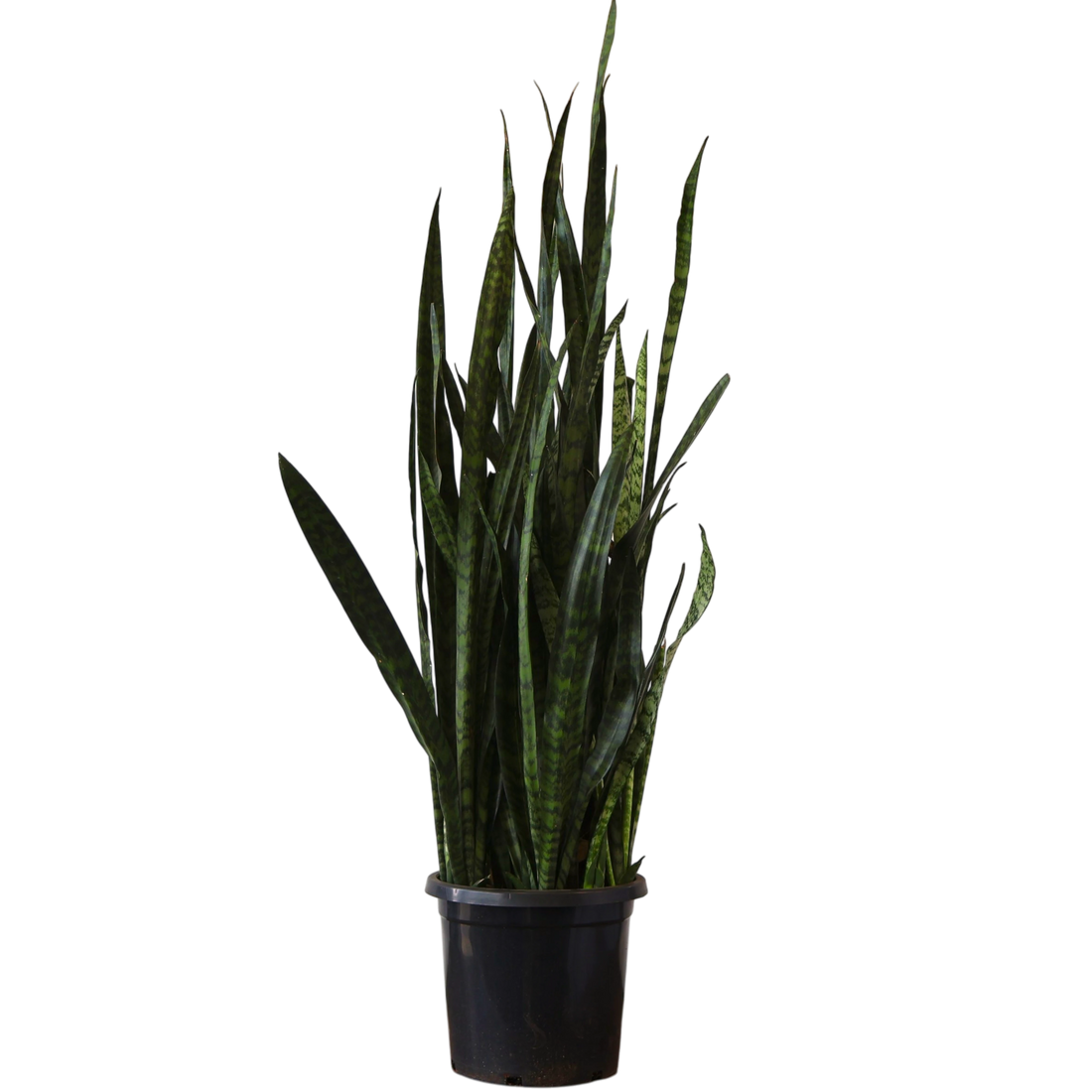 Sansevieria Trifasciata Green 300mm