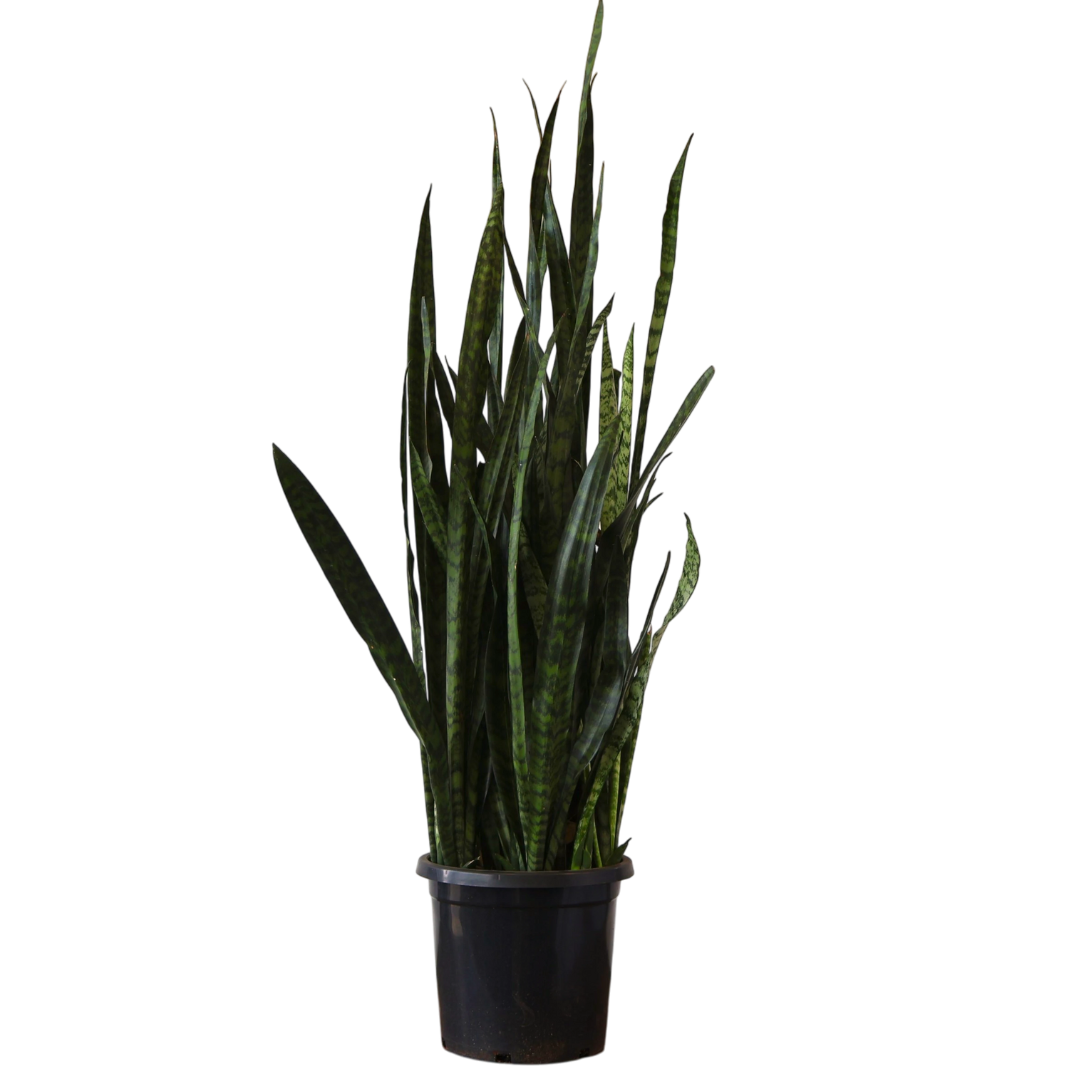 Sansevieria Trifasciata Green 300mm