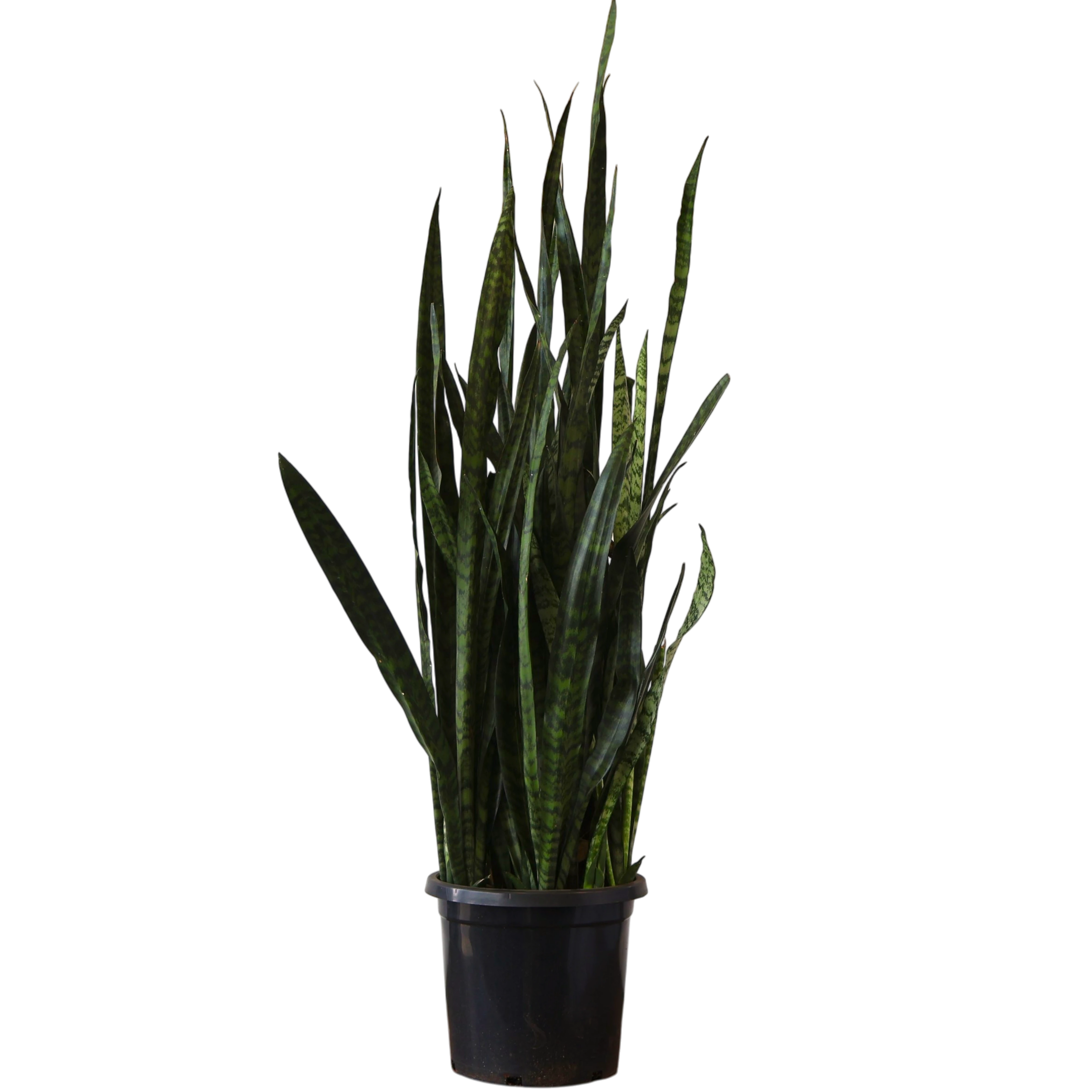 Sansevieria Trifasciata Green 300mm