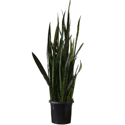 Sansevieria Trifasciata Green 300mm