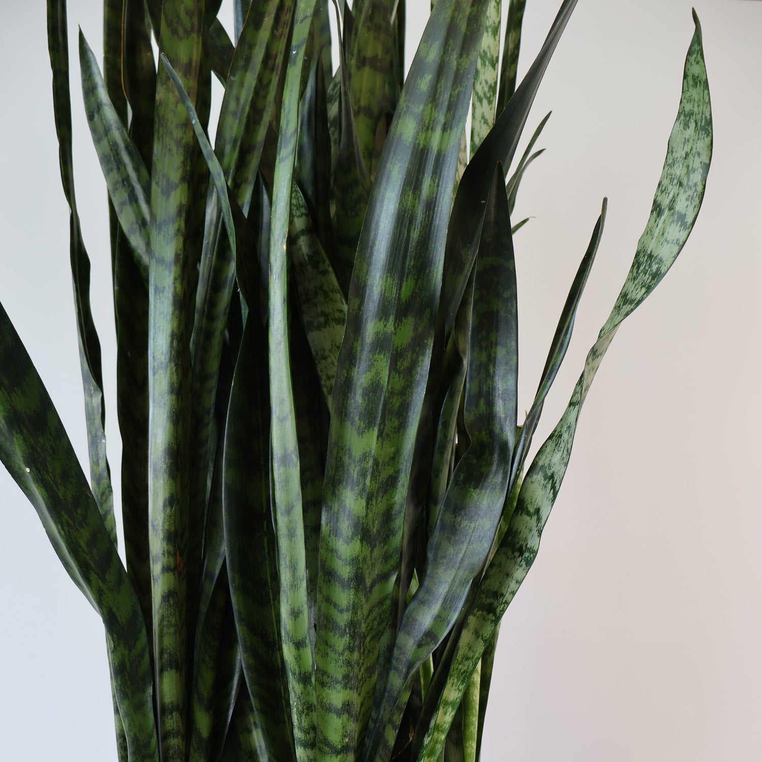 Sansevieria Trifasciata Green 300mm