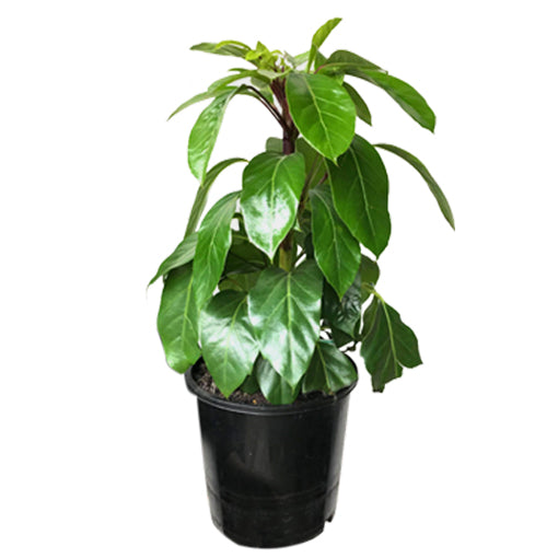 Schefflera Alpine 200mm