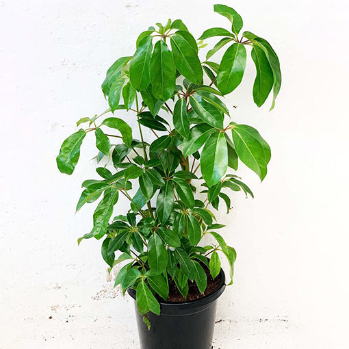 Schefflera actinophylla Amate 200mm