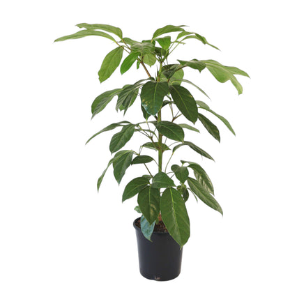 Schefflera Alpine 200mm