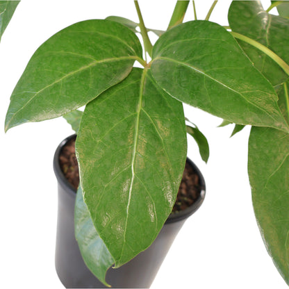 Schefflera Alpine 200mm