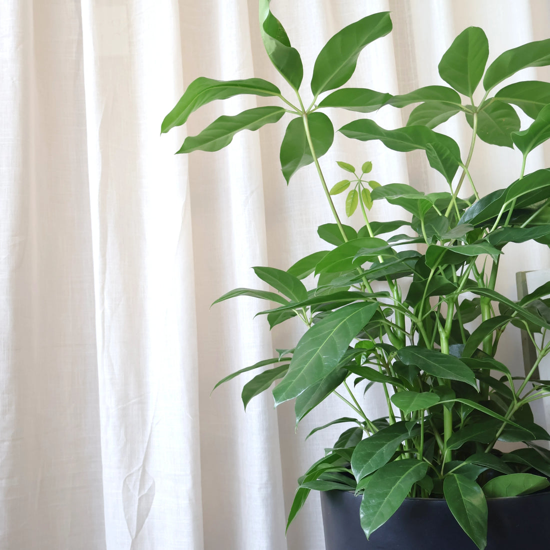 Schefflera Alpine 200mm