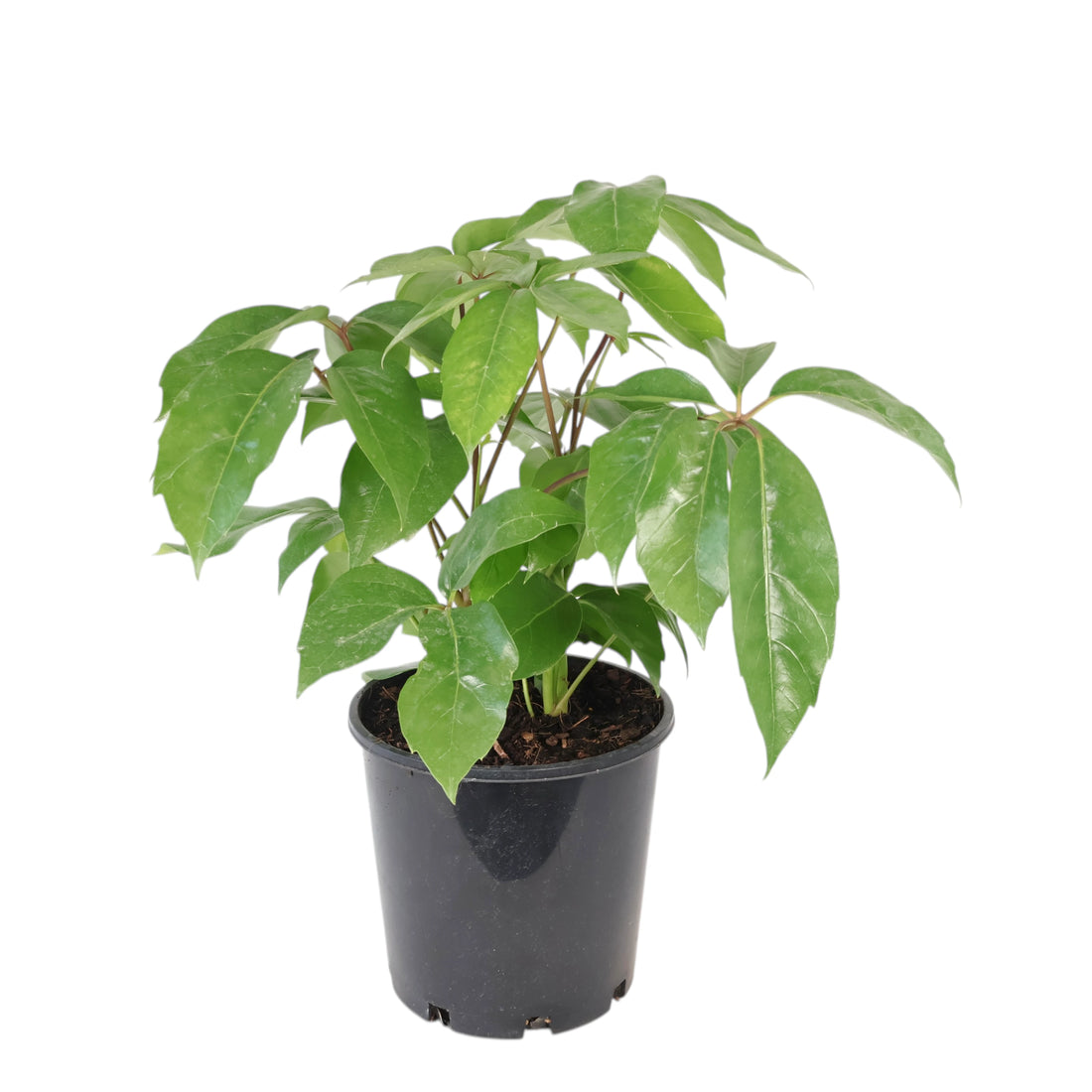 Schefflera actinophylla Amate 200mm