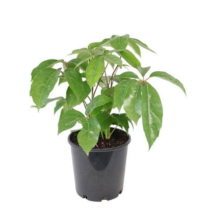 Schefflera actinophylla Amate 200mm