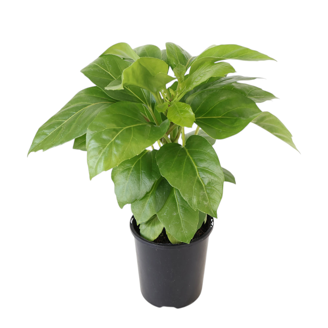 Schefflera Alpine Junior - Umbrella Tree 125mm