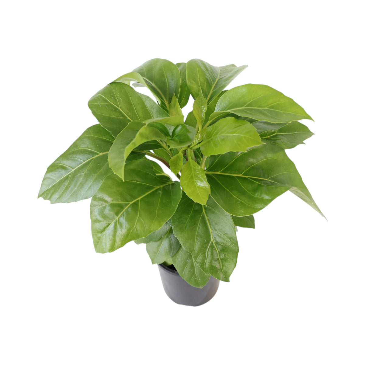 Schefflera Alpine Junior - Umbrella Tree 125mm