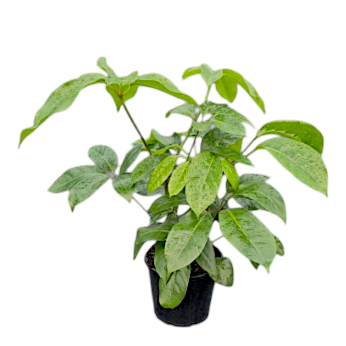 Schefflera Amate 200mm