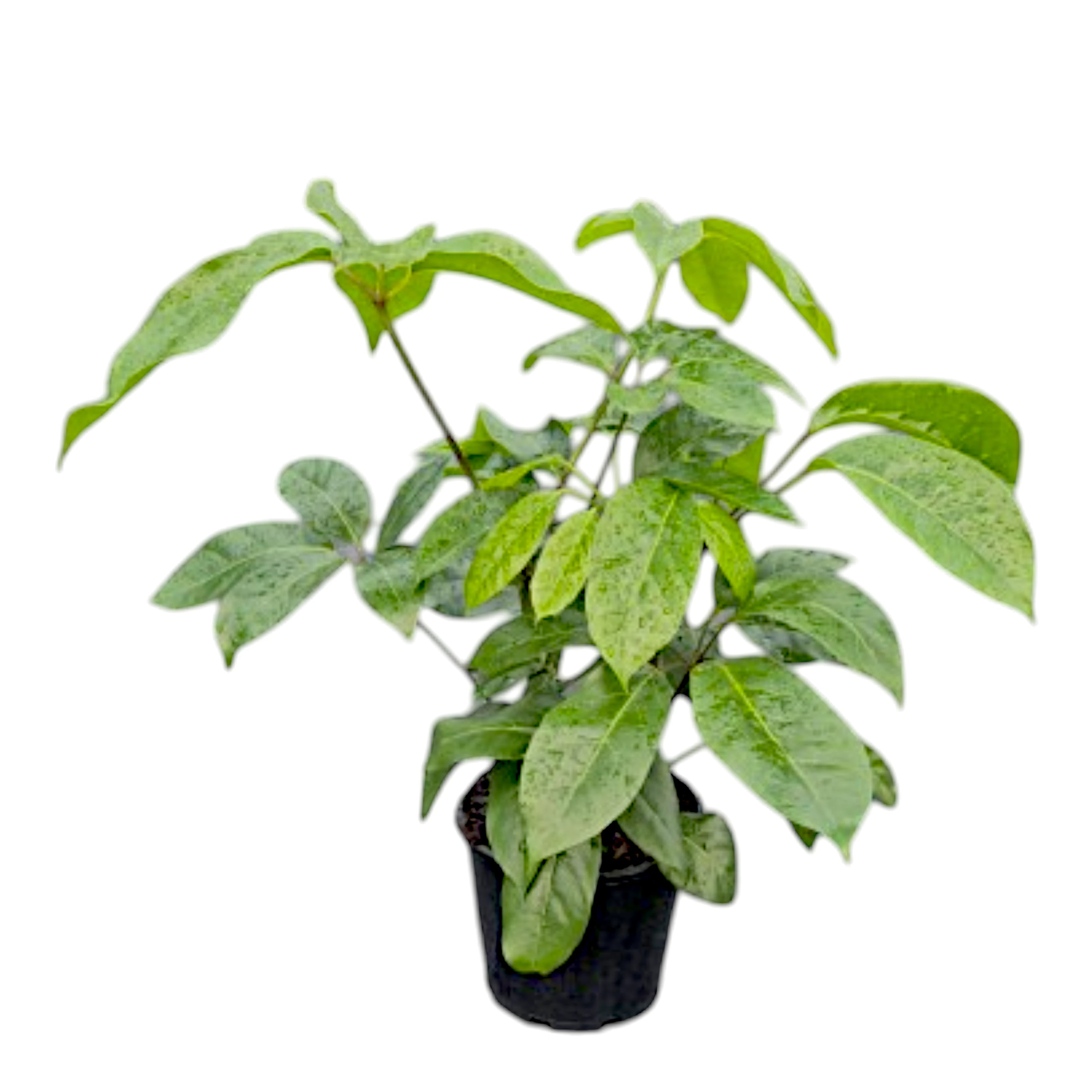 Schefflera Amate 200mm