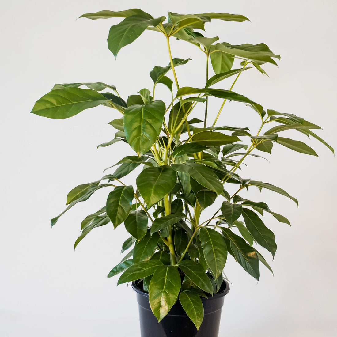 Schefflera actinophylla Amate 200mm