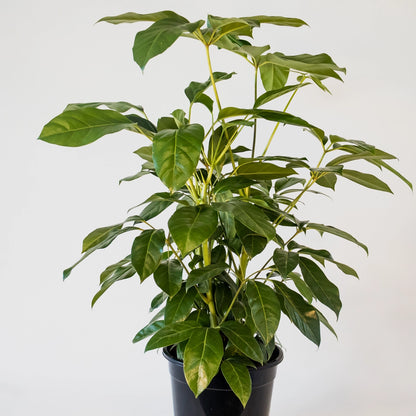 Schefflera actinophylla Amate 200mm