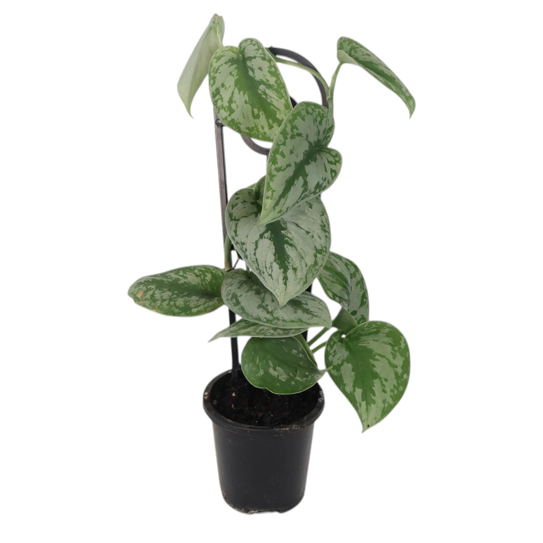 Scindapsus Exotica Pictus 90mm