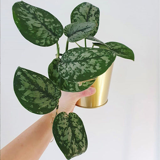 Scindapsus Pictus - Satin Pothos Exotica 125mm