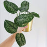 Scindapsus Pictus - Satin Pothos Exotica 125mm