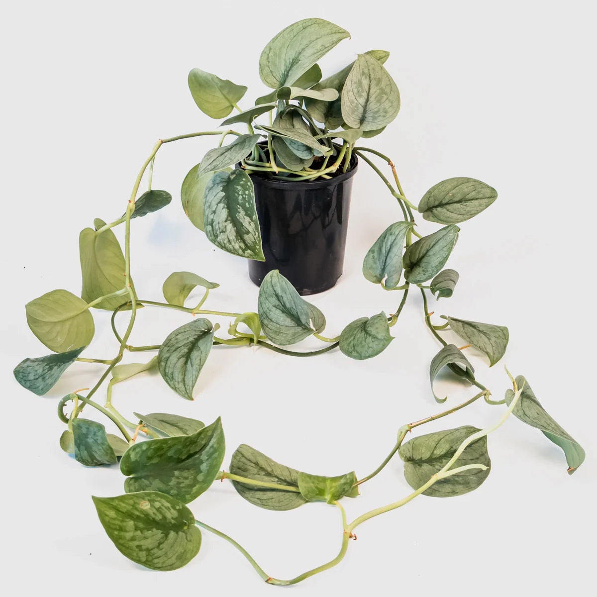 Scindapsus Pictus - Silver Hero 125mm