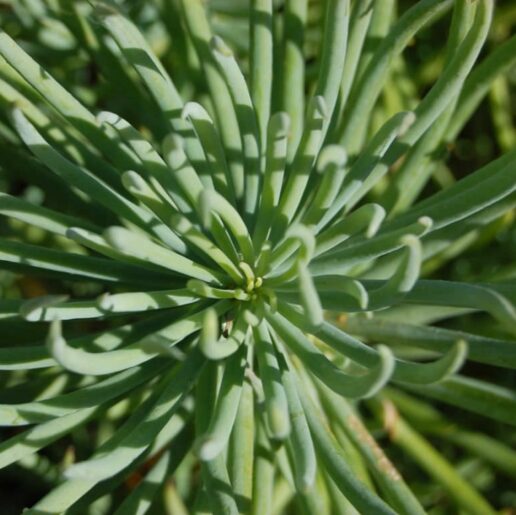 Senecio Cylindricus 100mm