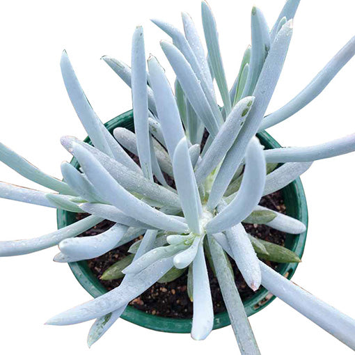 Giant Chalksticks - Senecio serpens 100mm