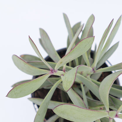 Senecio Crassissimus 100mm
