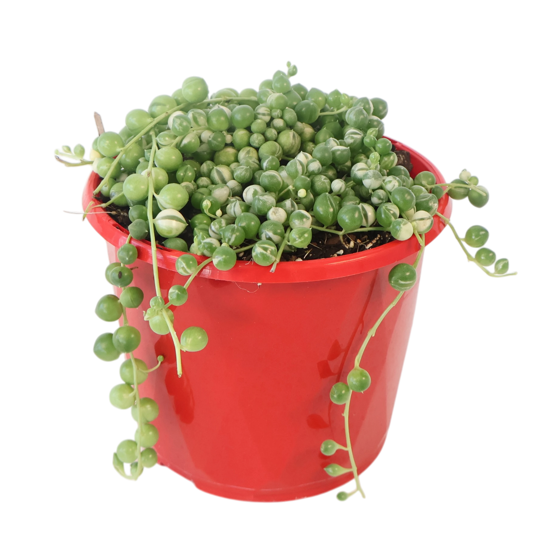 String of Pearls Variegated - Senecio Rowleyanus 130mm