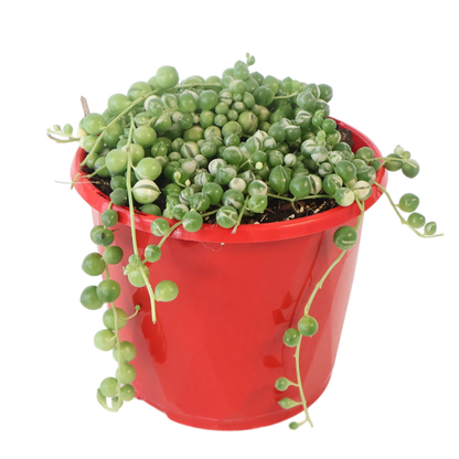 String of Pearls Variegated - Senecio Rowleyanus 130mm