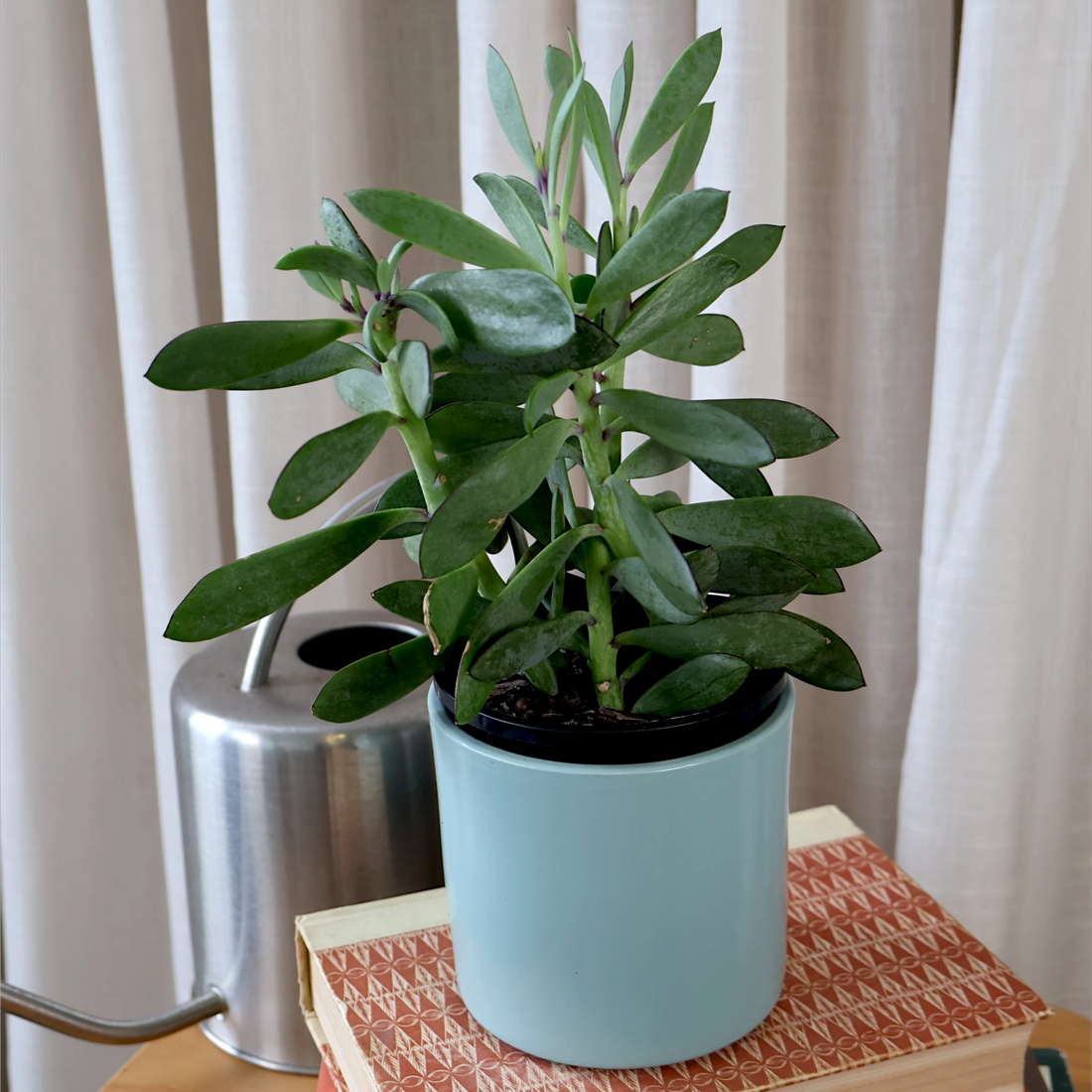 Senecio Crassissimus 100mm