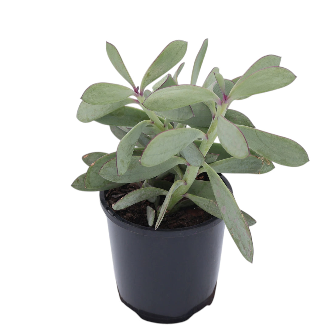 Senecio Crassissimus 100mm