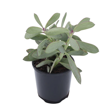 Senecio Crassissimus 100mm