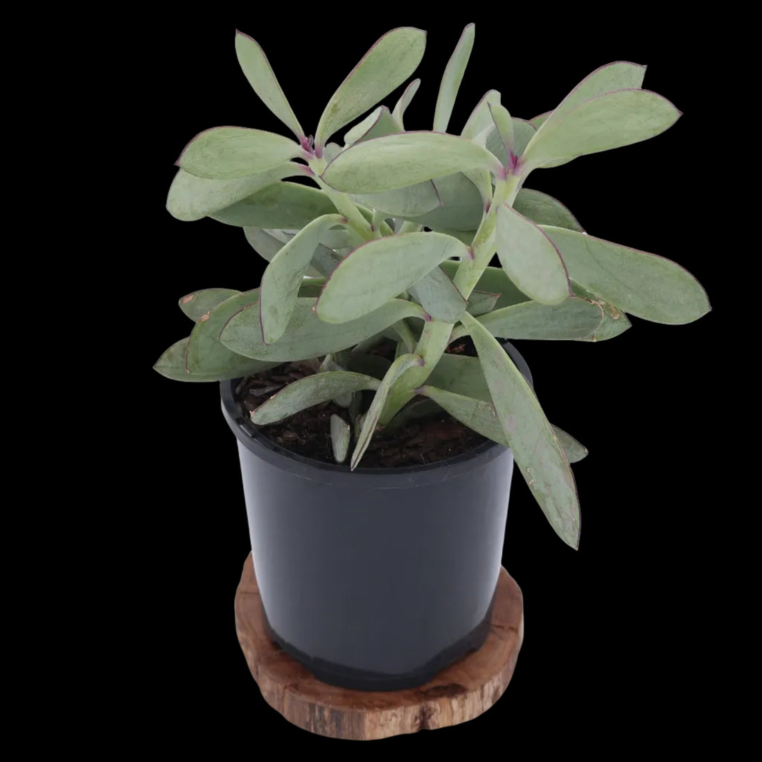 Senecio Crassissimus 100mm