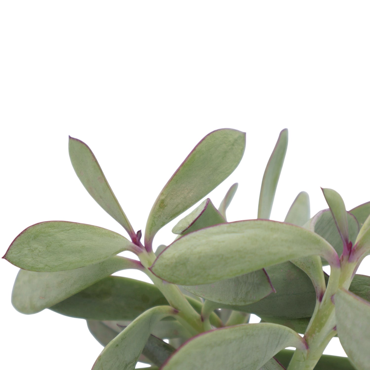 Senecio Crassissimus 100mm
