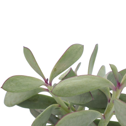 Senecio Crassissimus 100mm