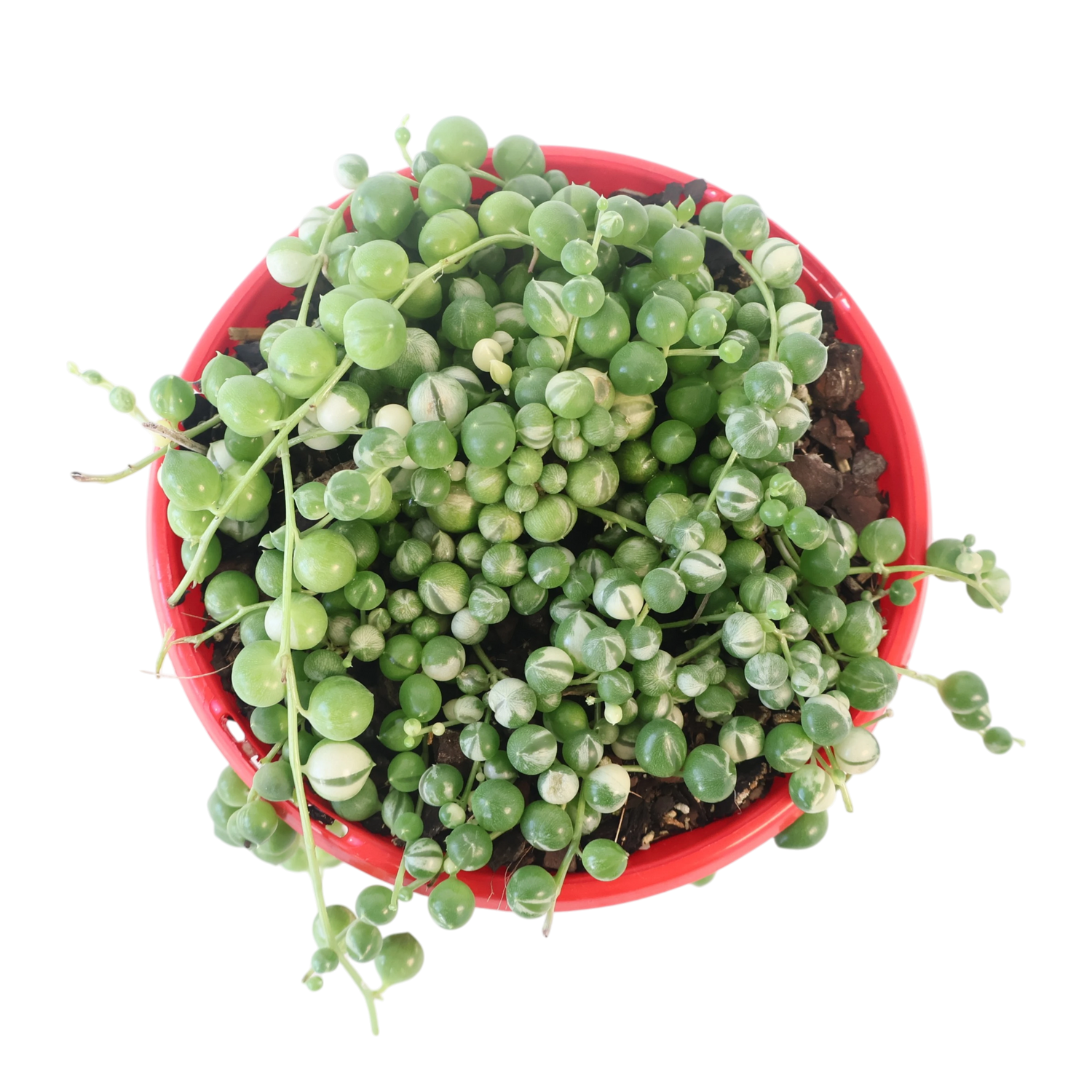 String of Pearls Variegated - Senecio Rowleyanus 130mm