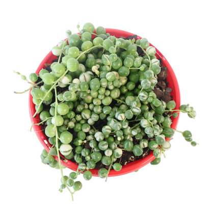 String of Pearls Variegated - Senecio Rowleyanus 130mm
