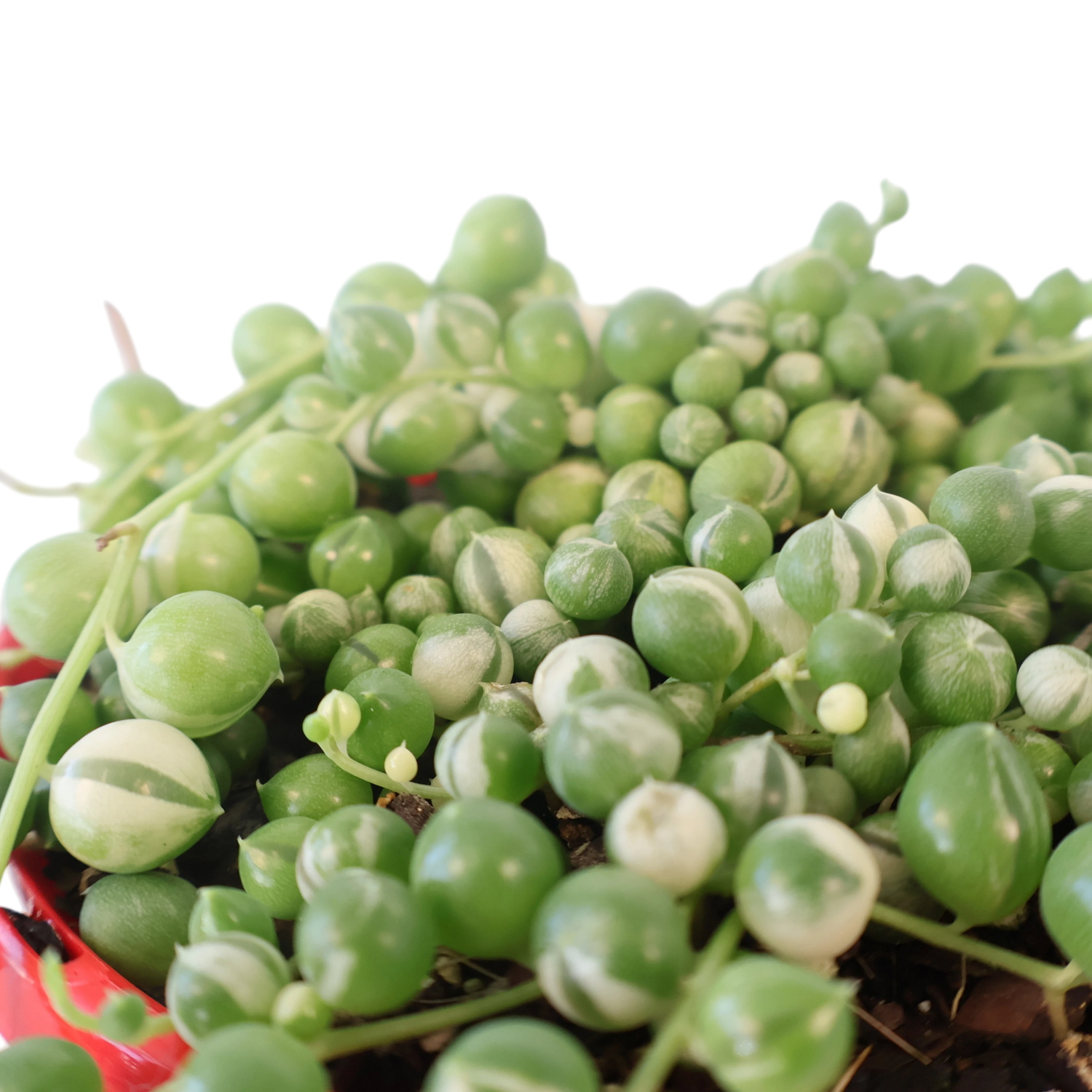 String of Pearls Variegated - Senecio Rowleyanus 130mm