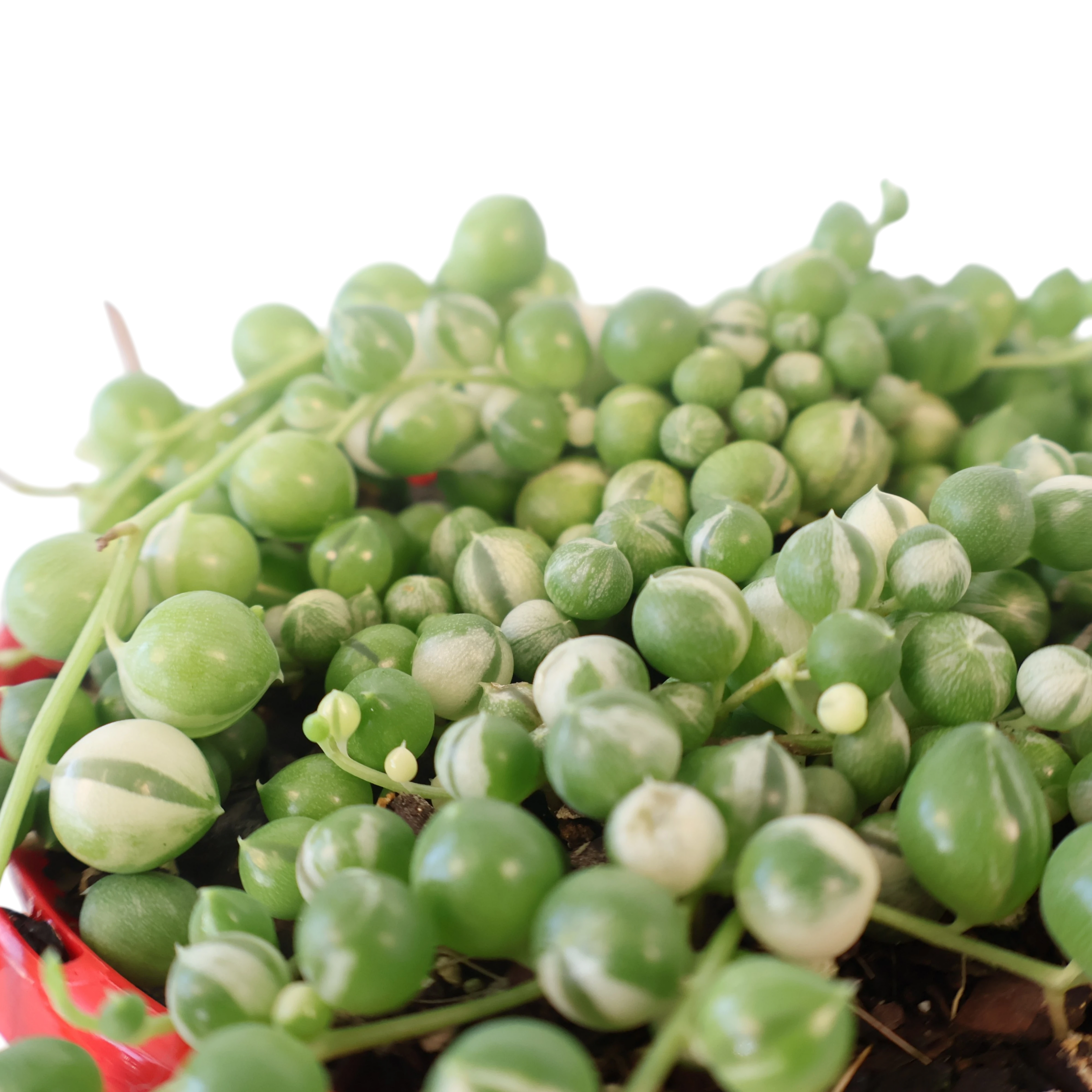 String of Pearls Variegated - Senecio Rowleyanus 130mm