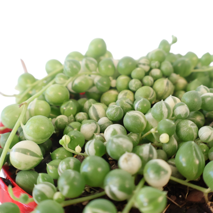 String of Pearls Variegated - Senecio Rowleyanus 130mm