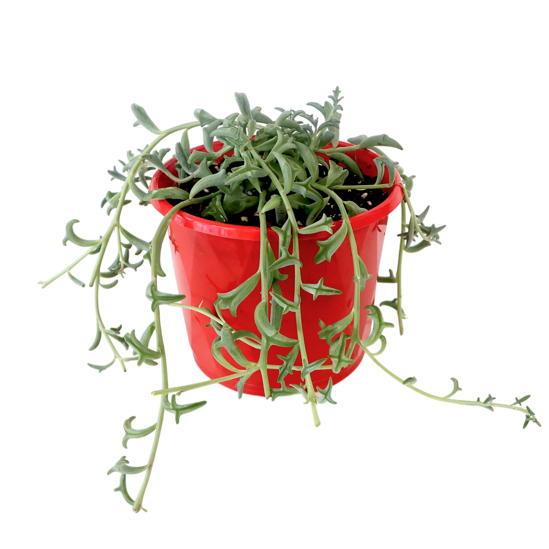 Senecio Peregrinus - Dolphins tears 130mm