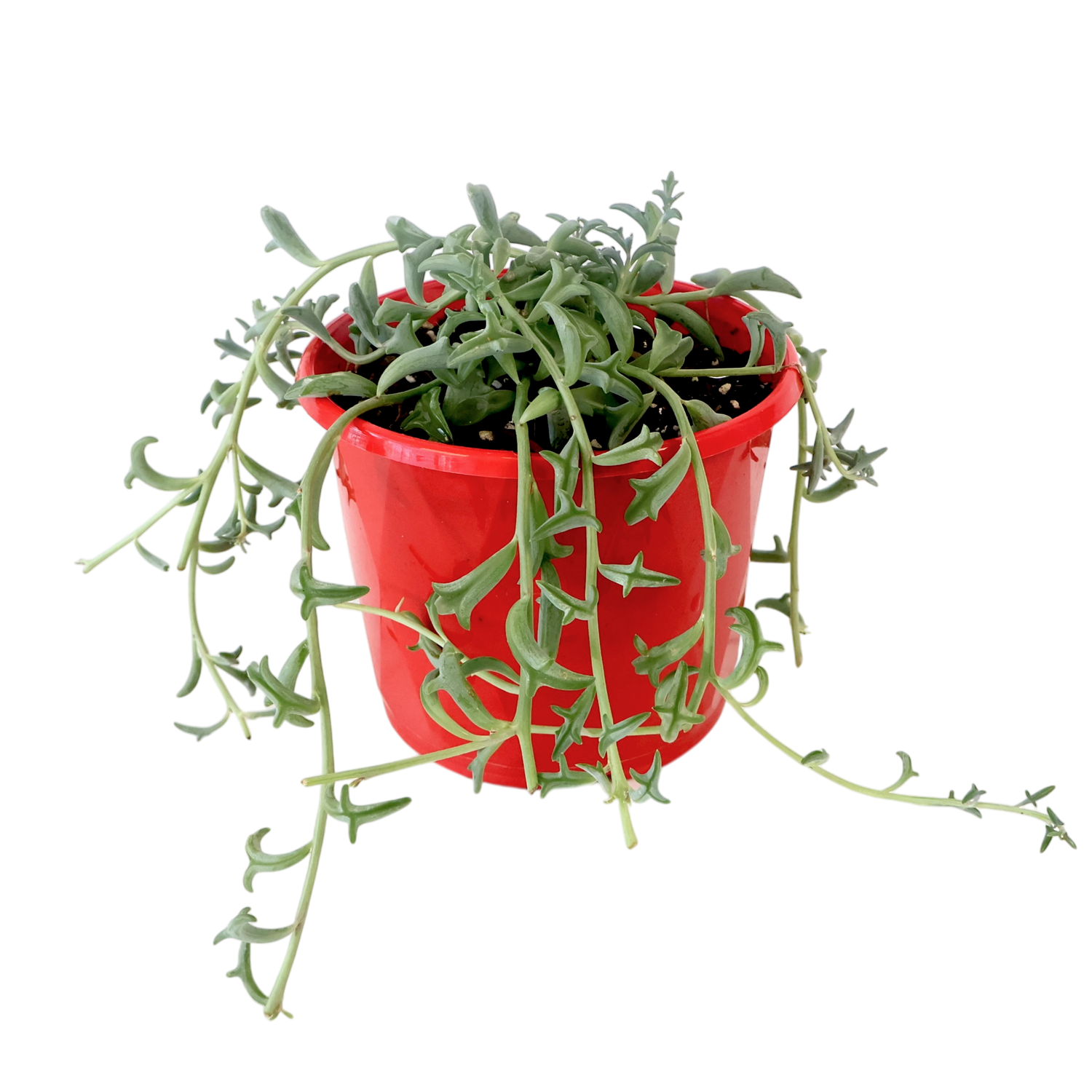 Senecio Peregrinus - Dolphins tears 130mm