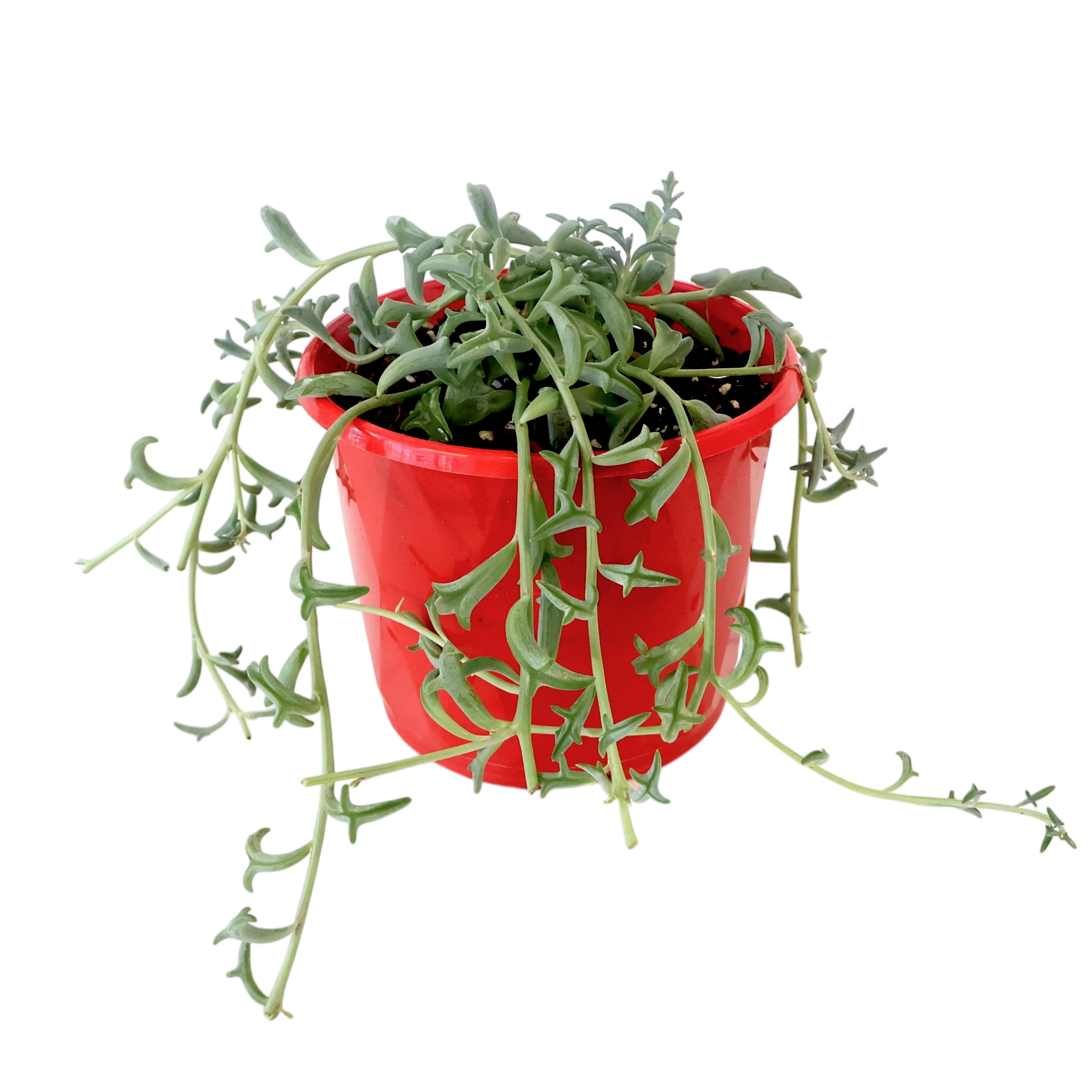 Senecio Peregrinus - Dolphins tears 130mm