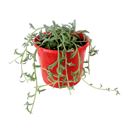 Senecio Peregrinus - Dolphins tears 130mm