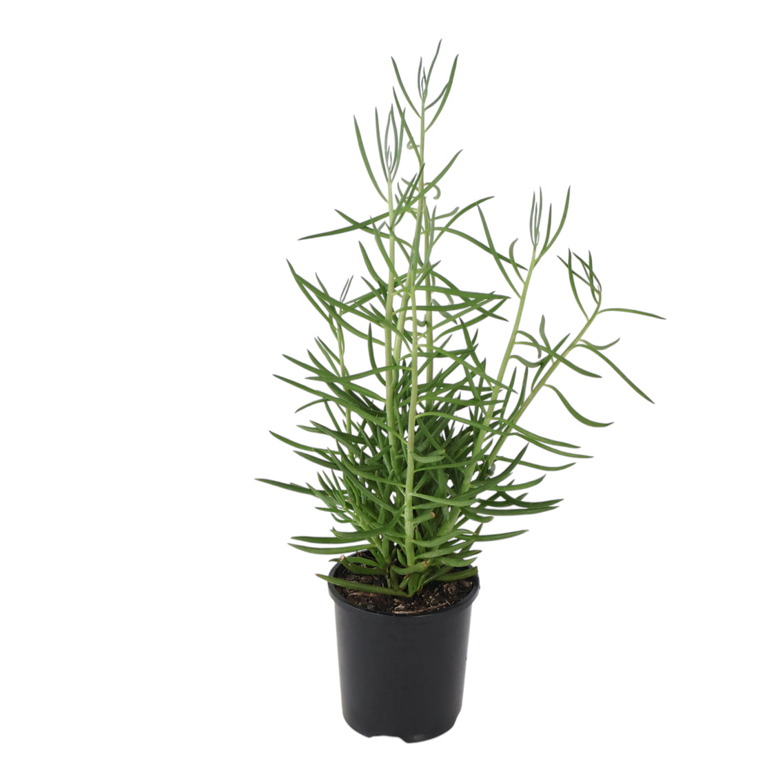 Senecio Cylindricus 100mm