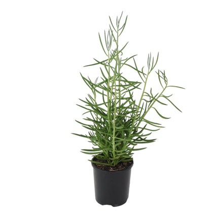 Senecio Cylindricus 100mm