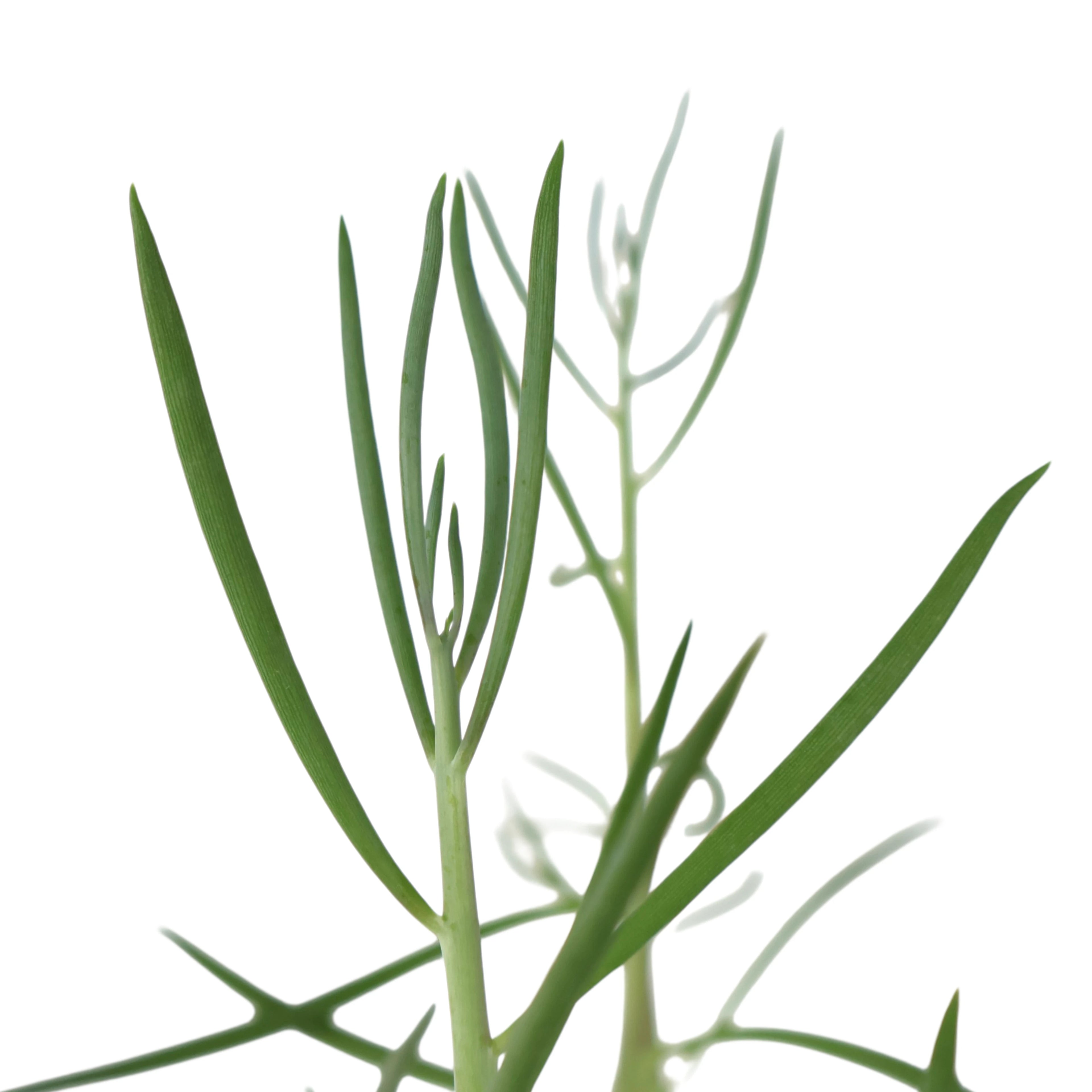 Senecio Cylindricus 100mm